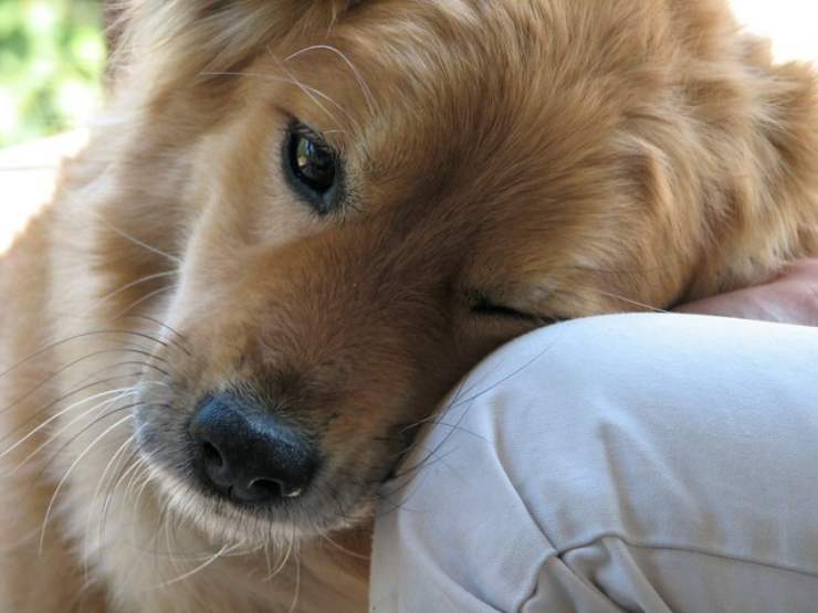 il tuo cane ti dice ti voglio bene - Solonotizie24