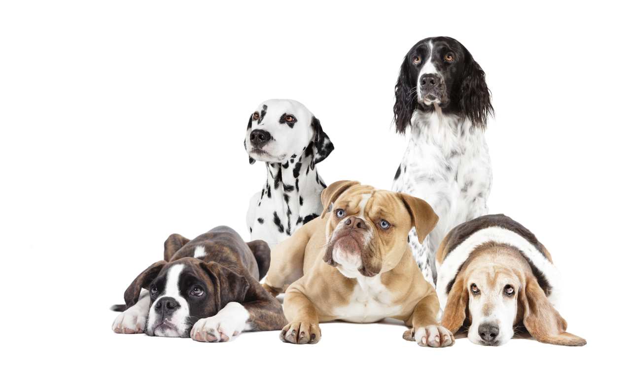 Cani: gesti e comportamenti sbagliati-SoloNotizie24.it Cani e comportamenti da evitare-SoloNotizie24.it