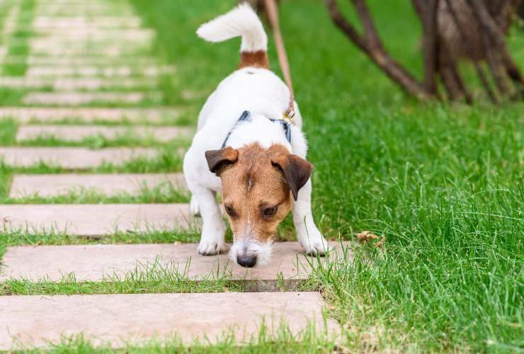 Lascia annusare il tuo cane-SoloNotizie24.it