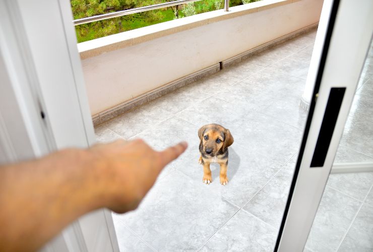 Non essere troppo duro con il cane-Punizioni-SoloNotizie24.it Non essere troppo duro con il tuo cane-SoloNotizie24.it