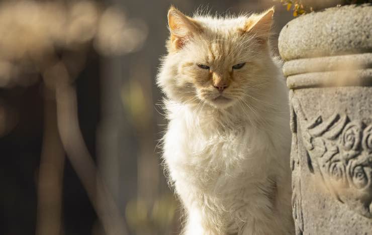 Gatto piante vasi