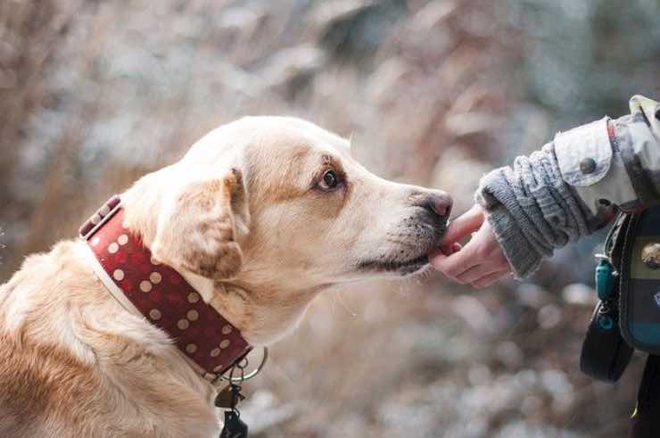 rendere felice il cane