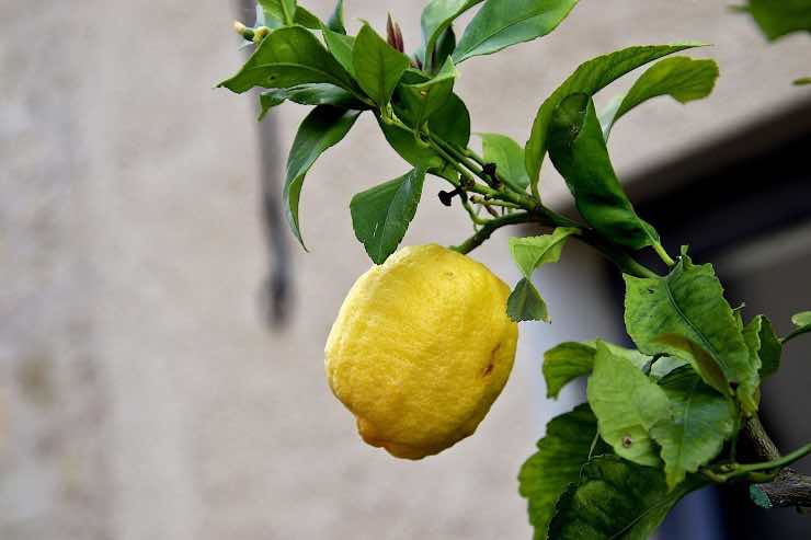 pianta di limoni in casa