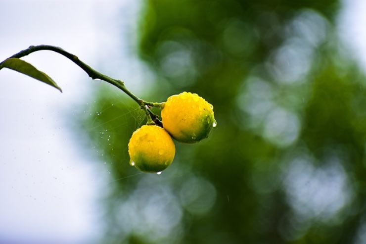 pianta di limoni in casa