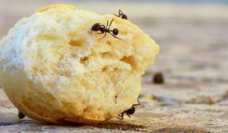 Come eliminare le formiche