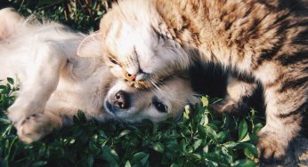 Come pulire casa quando hai animali domestici