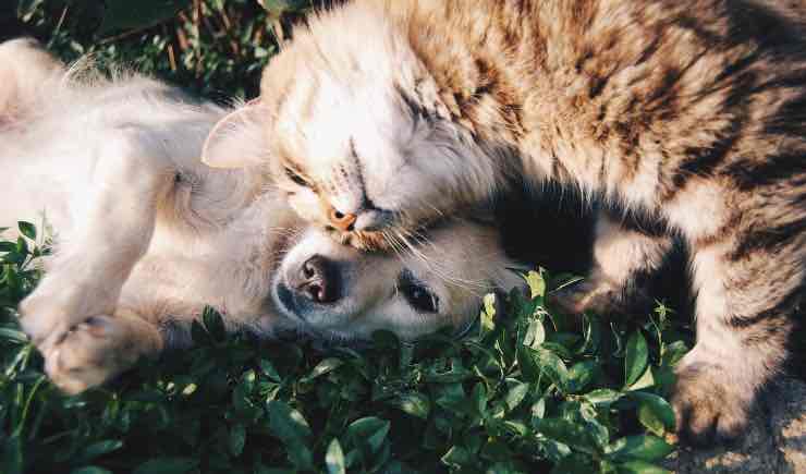 Come pulire casa quando hai animali domestici