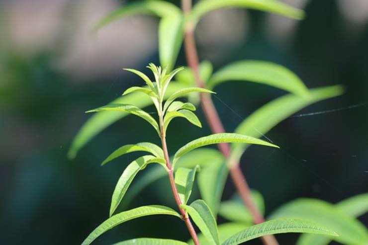 piante per allontanare gli insetti