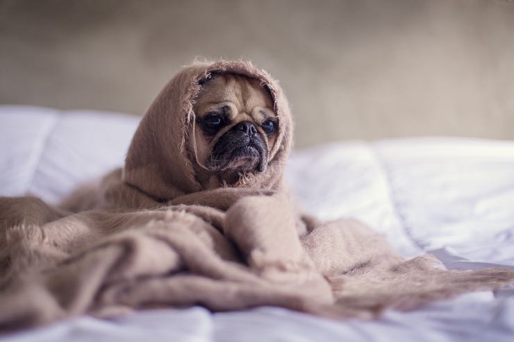 Come pulire casa quando hai animali domestici