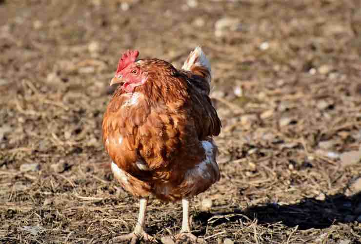 differenza tra pollo bianco e pollo giallo