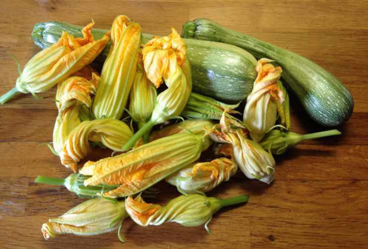 Zucchine solonotizie