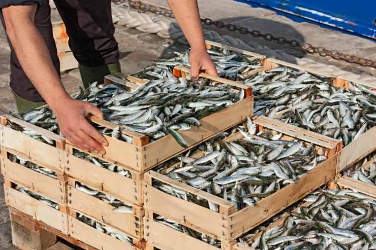 pesce fresco come riconoscerlo