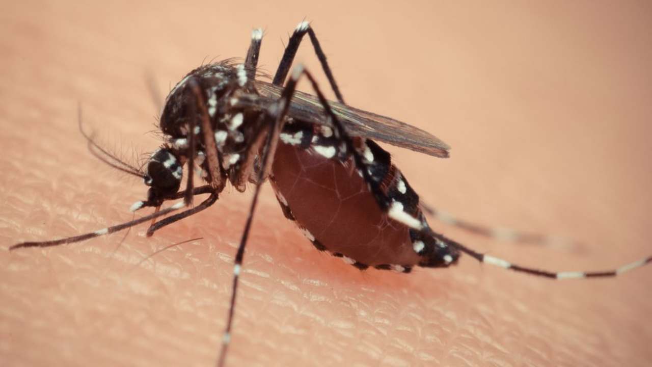 anti zanzare