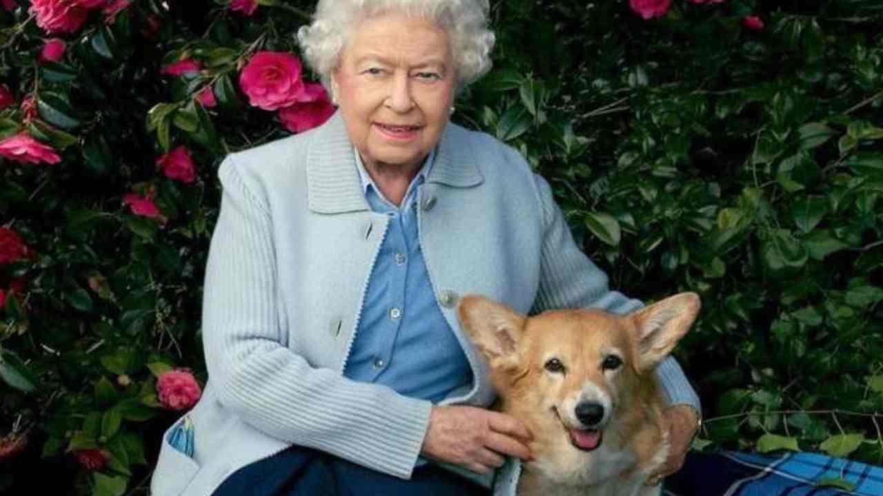 regina elisabetta cani
