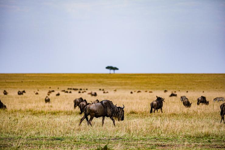 Bambino perso nella Savana