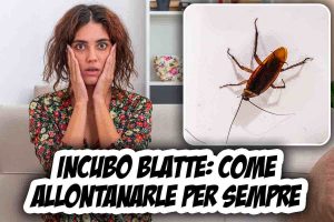 Blatte addio rimedi