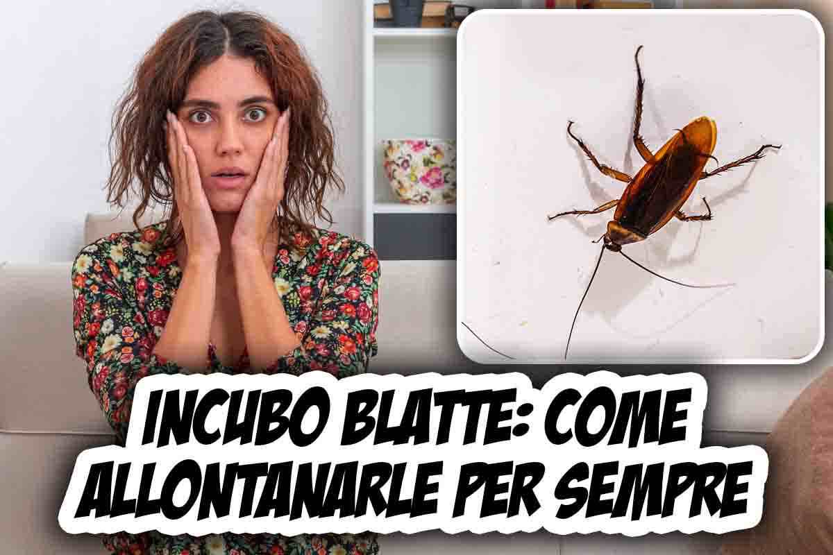 Blatte addio rimedi 